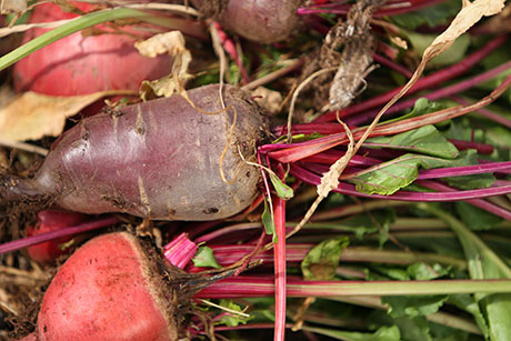 SVdP Urban Farm Vegetables