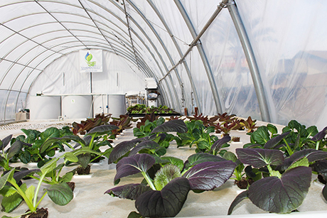 Aquaponics systems at St. Vincent de Paul's Urban Farm