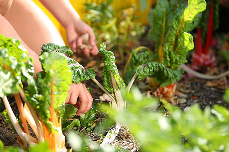 Volunteers harvest swiss chard in SVdP's Urban Farm