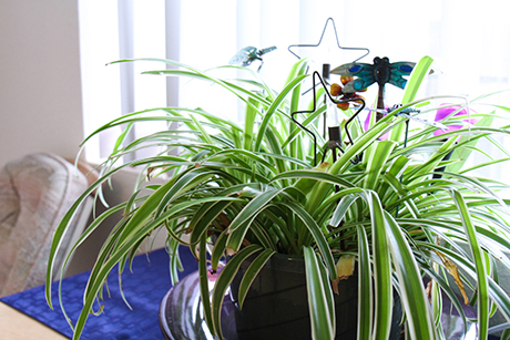 Cheryl's plant next to a large window in her apartment