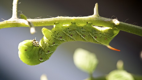 Hornworm