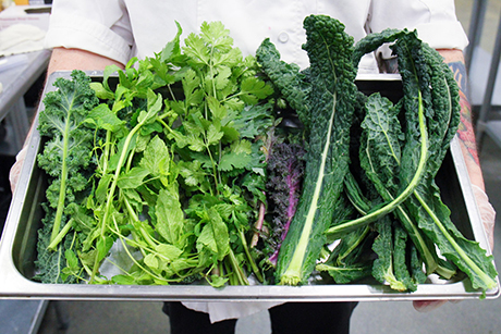 Farm to Fork: Mixture of greens harvested from Urban Farm