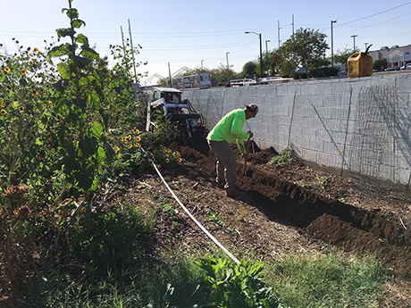 Creative Environments employee digs trenches for new irrigation system.