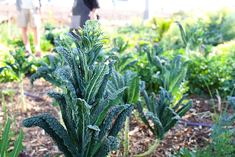 Kale growing in SVdP Urban Farm