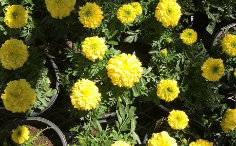 Marigolds