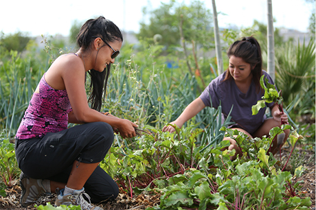 Urban Farm