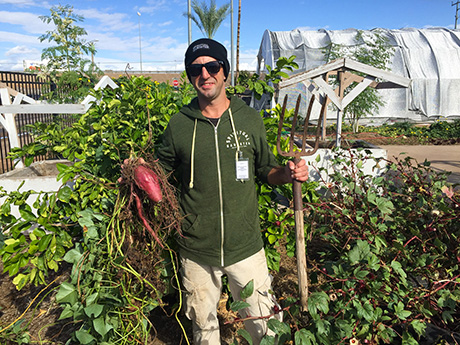 Tony Kasowski harvests sweet potatoes in the Urban Farm