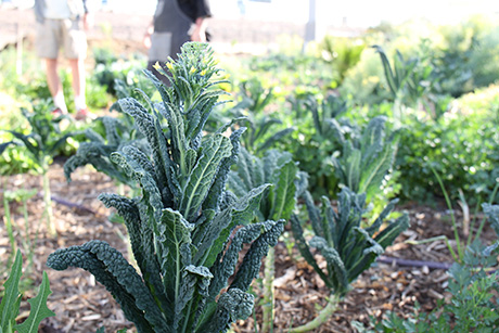 Kale in urban farm