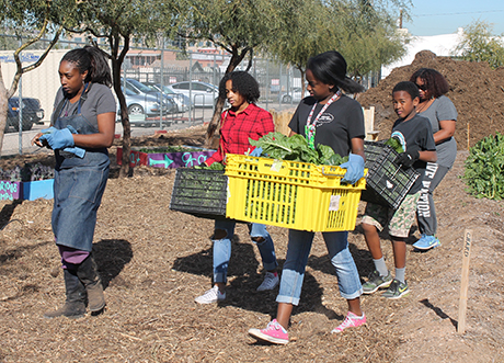 Volunteers harvest produce in the PDR garden