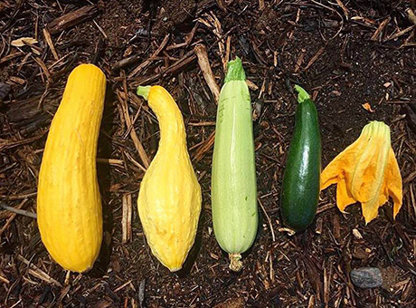 Zucchini and squash from SVdP's Urban Farm