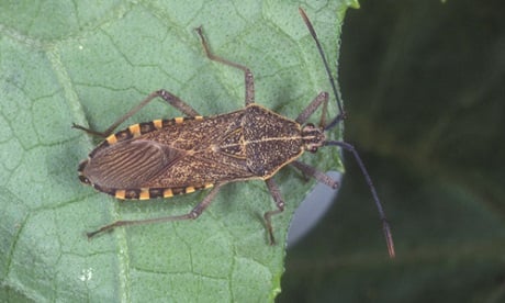 Squash Bug