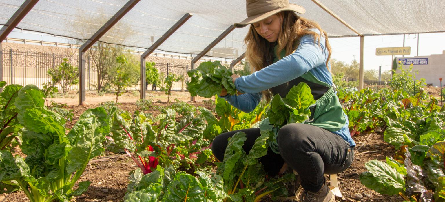 Urban Farm Header woman picking plants in a garden