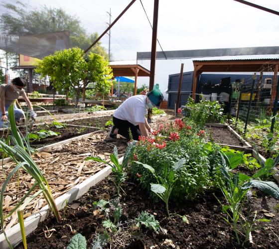 Urban Farms VSO Header Person tending to plants in a garden