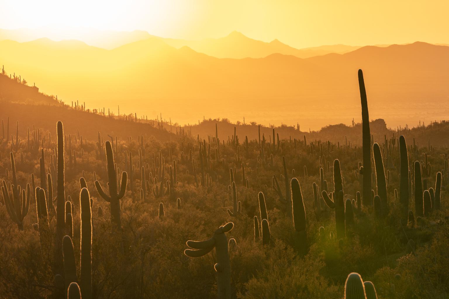 cacti