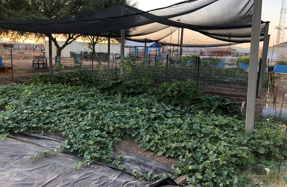 Vegetables at a farm