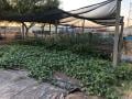 Vegetables at a farm