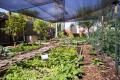 Picture of farm grow plots