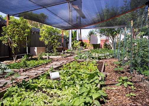 Wide view of plant beds in a garden