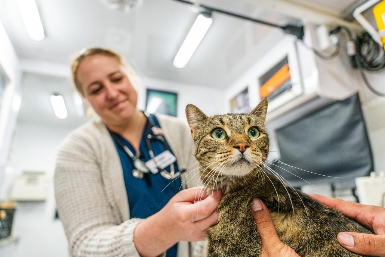 A cat is examined by vetrinary professionals at a CAP mobile clinic.