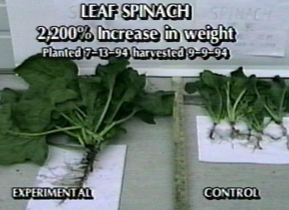Image of two spinach plants next to each other illustrating how well sonication works to help with plant growth